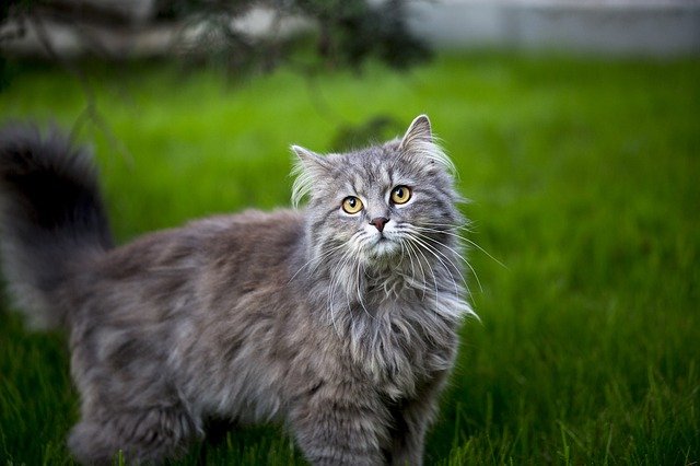 Free download maine coon young pet mammal animal free picture to be edited with GIMP free online image editor