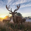 Majestic Deer: The Graceful Guardian of the Forest  screen for extension Chrome web store in OffiDocs Chromium