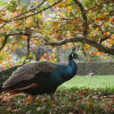 Majestic Peacock in Vibrant Autumn Forest Scene  screen for extension Chrome web store in OffiDocs Chromium