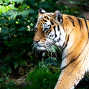 Majestic tiger  screen for extension Chrome web store in OffiDocs Chromium