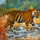 Majestic Tiger on the Plateau  screen for extension Chrome web store in OffiDocs Chromium