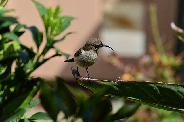 Free download Malachite Sunbird Female -  free photo or picture to be edited with GIMP online image editor