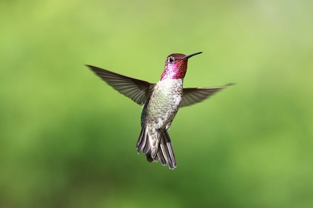 Free download male bird nature wildlife plumage free picture to be edited with GIMP free online image editor