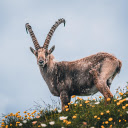 Male goat  screen for extension Chrome web store in OffiDocs Chromium
