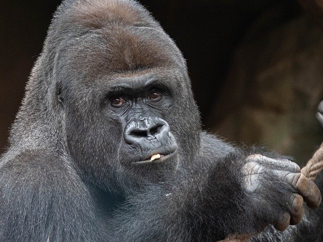 Descarga gratuita Male Gorilla Western Lowland - foto o imagen gratuita para editar con el editor de imágenes en línea GIMP