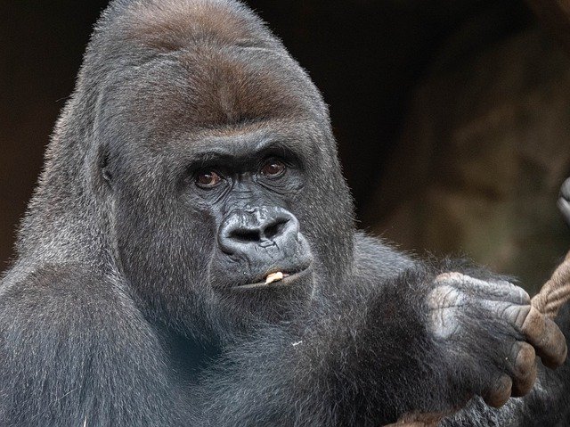 Muat turun percuma Male Gorilla Western Lowland - foto atau gambar percuma untuk diedit dengan editor imej dalam talian GIMP