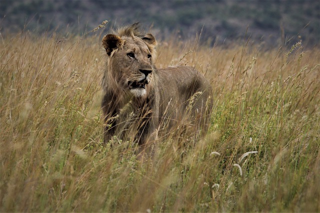 Free download male lion king hunt stare eyes free picture to be edited with GIMP free online image editor