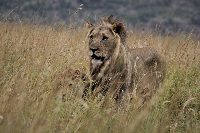 Free download male lion king stare eyes royal free picture to be edited with GIMP free online image editor