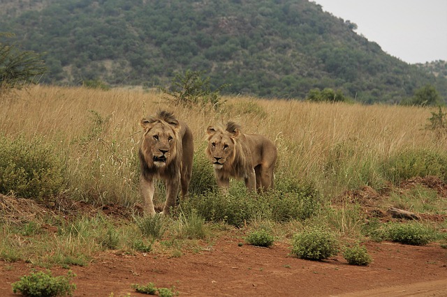 Free download male lions hunt mane predator free picture to be edited with GIMP free online image editor