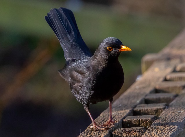 Free download male uk blackbird male blackbird free picture to be edited with GIMP free online image editor