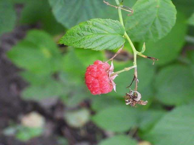 Download grátis Malina Bush Fruit - foto ou imagem grátis para ser editada com o editor de imagens online GIMP