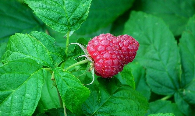 Безкоштовно завантажте Malina Fruit Foliage - безкоштовне фото або зображення для редагування за допомогою онлайн-редактора зображень GIMP