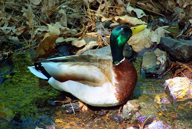 Free download Mallard At Garvan Woodland Gardens -  free photo or picture to be edited with GIMP online image editor