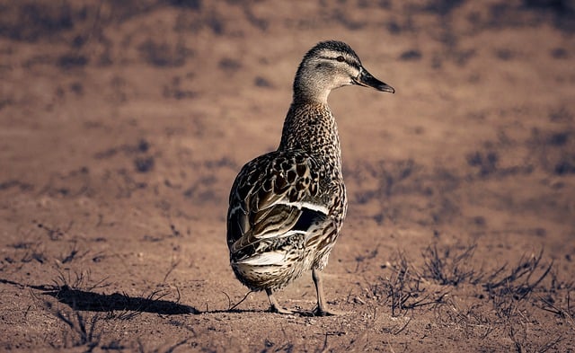 Free download mallard bird waterbird wildlife free picture to be edited with GIMP free online image editor