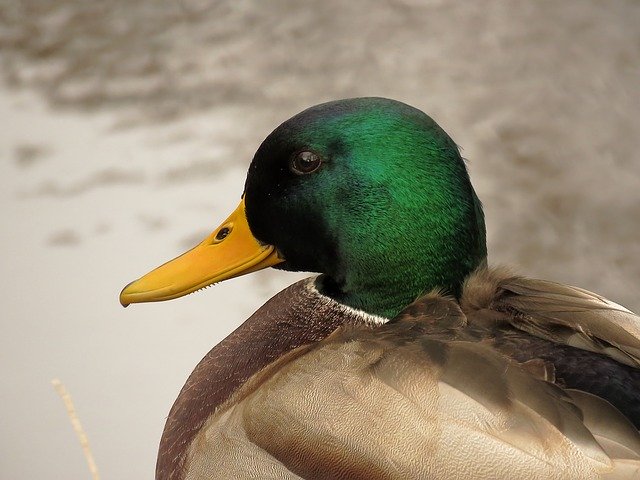 Gratis download Mallard Drake Duck - gratis foto of afbeelding om te bewerken met GIMP online afbeeldingseditor