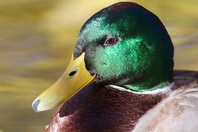 Free download mallard drake duck beak water bird free picture to be edited with GIMP free online image editor