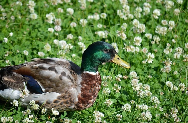 Free download mallard drake duck mallard free picture to be edited with GIMP free online image editor