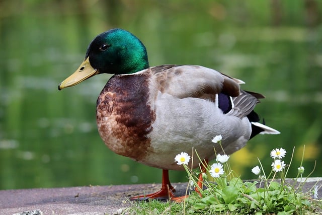 Free download mallard drake duck water bird bird free picture to be edited with GIMP free online image editor
