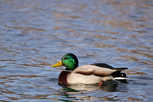 Free download mallard drake water bird plumage free picture to be edited with GIMP free online image editor