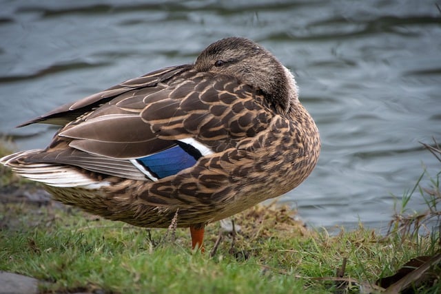 Free download Mallard Duck Bird -  free photo or picture to be edited with GIMP online image editor