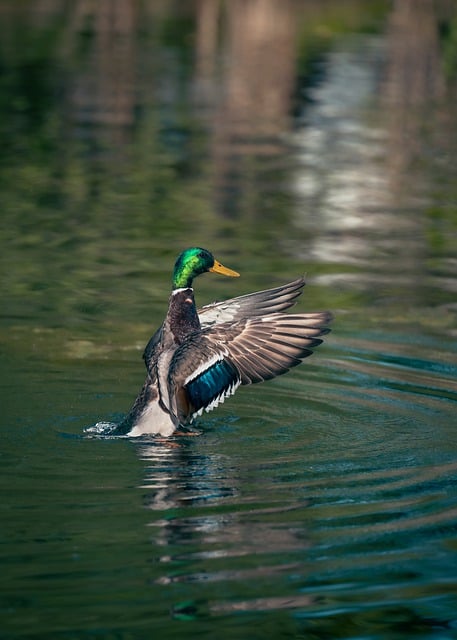 Free download mallard duck bird drake waterfowl free picture to be edited with GIMP free online image editor