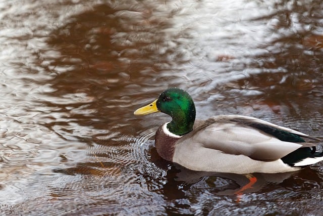 Free graphic mallard duck bird waterfowl to be edited by GIMP free image editor by OffiDocs