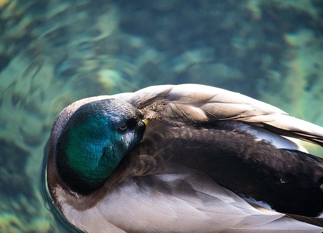 Free download Mallard Duck Drake -  free photo or picture to be edited with GIMP online image editor