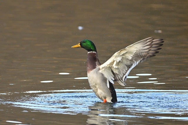 Free download mallard duck drake water bird free picture to be edited with GIMP free online image editor