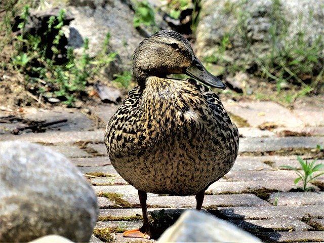 Free picture Mallard Duck Female -  to be edited by GIMP free image editor by OffiDocs
