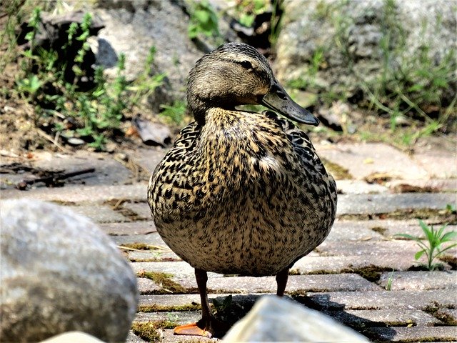 Kostenloser Download Mallard Duck Female - kostenloses Foto oder Bild zur Bearbeitung mit GIMP Online-Bildbearbeitung