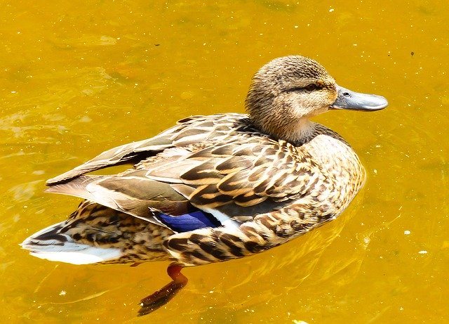 Free download Mallard Duck Female Water Bird -  free photo or picture to be edited with GIMP online image editor