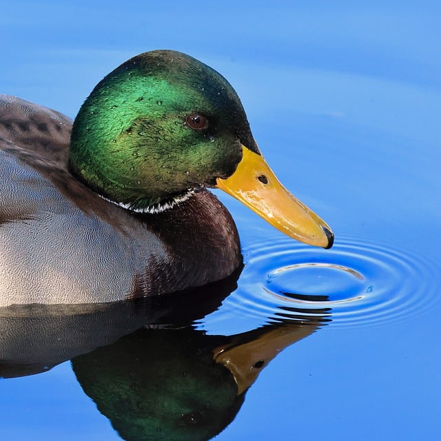 マガモの湖の鳥の無料ダウンロード GIMP 無料のオンライン画像エディターで編集できる無料画像