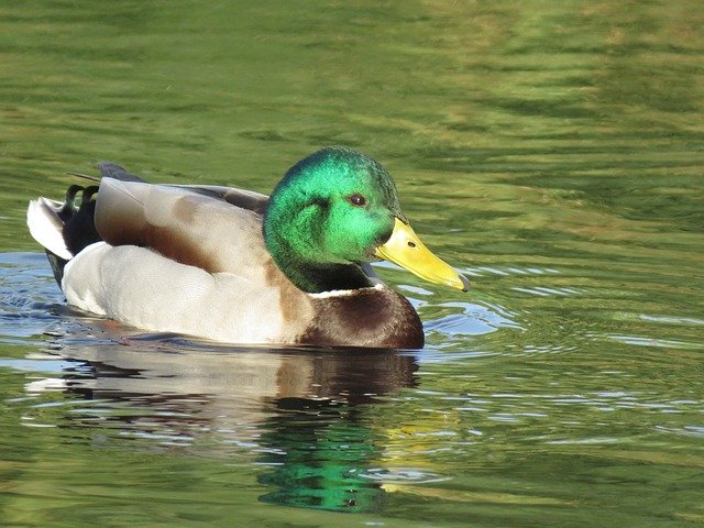Free download Mallard Duck Male -  free photo or picture to be edited with GIMP online image editor