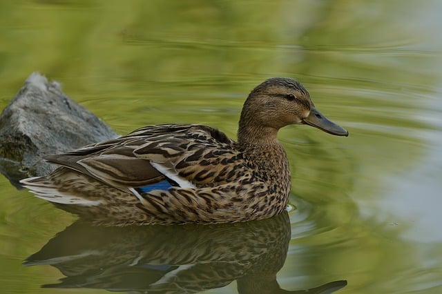 Free download mallard duck nature bird plumage free picture to be edited with GIMP free online image editor