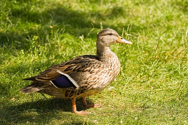 Free download mallard duck nature water bird free picture to be edited with GIMP free online image editor