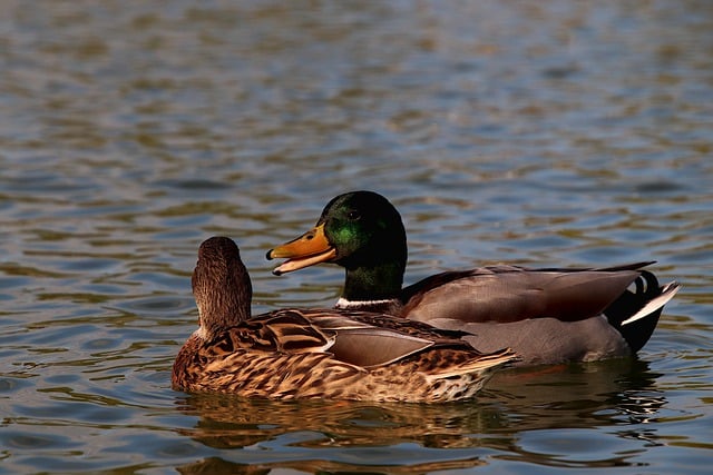 Free download mallard ducks birds waterfowl free picture to be edited with GIMP free online image editor