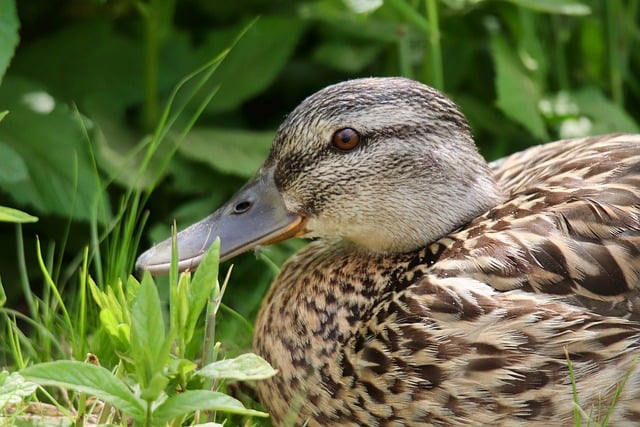 Free download mallard duck water bird bird free picture to be edited with GIMP free online image editor