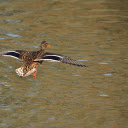 Mallard flying  screen for extension Chrome web store in OffiDocs Chromium