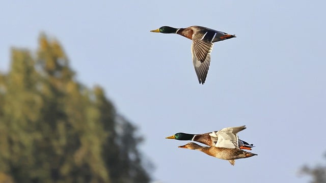 Free download mallard flying ducks ducks birds free picture to be edited with GIMP free online image editor