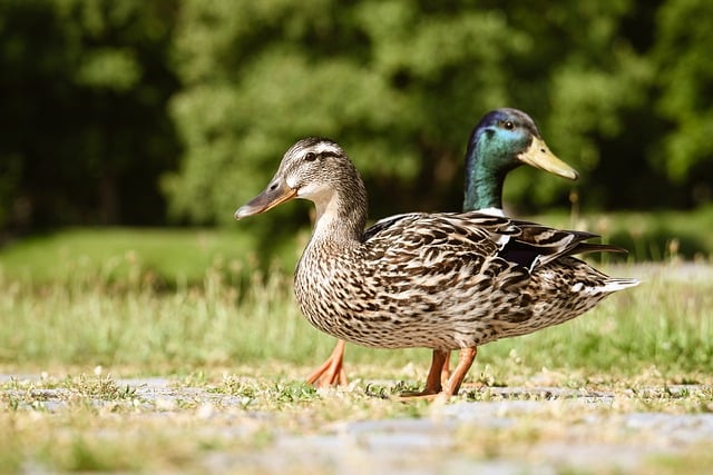 Free download mallard nature duck water bird free picture to be edited with GIMP free online image editor