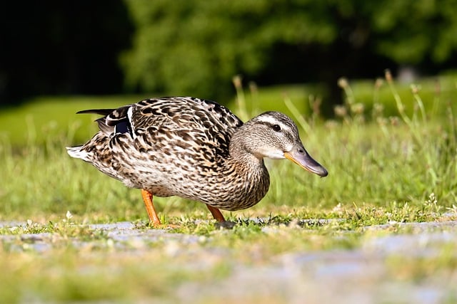 Free download mallard nature duck waterfowl bird free picture to be edited with GIMP free online image editor