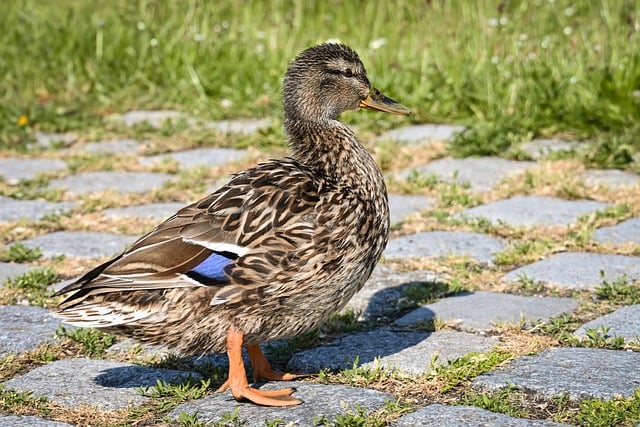 Free download mallard nature water bird bird free picture to be edited with GIMP free online image editor