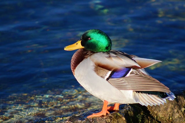 Free download mallard riverbank water bird free picture to be edited with GIMP free online image editor