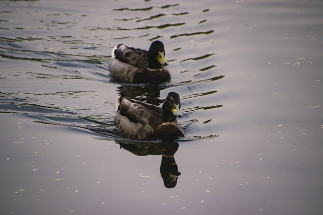 Free download mallards ducks lake birds free picture to be edited with GIMP free online image editor