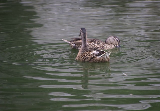 Free download mallards ducks lake ornithology free picture to be edited with GIMP free online image editor