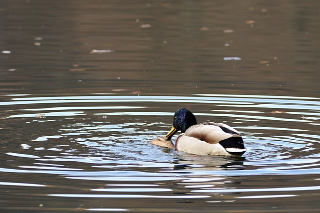 Free download mallards pairing waterfowl animal free picture to be edited with GIMP free online image editor