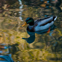 Mallard swimming in rippling reflecting pond  screen for extension Chrome web store in OffiDocs Chromium