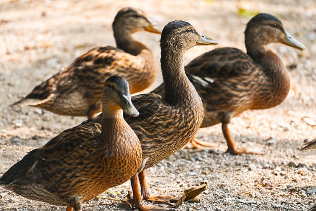 Free download mallards young mallards free picture to be edited with GIMP free online image editor