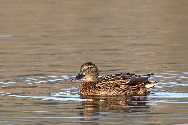 Free download mallard water bird female bird free picture to be edited with GIMP free online image editor