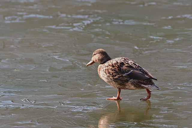 Free download mallard water bird lake winter free picture to be edited with GIMP free online image editor